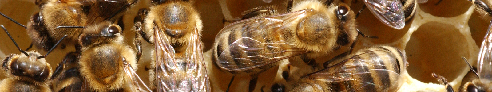 Bienen auf Bienenwabe © Dienstleistungszentren Ländlicher Raum